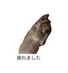 らん2（個別スタンプ：5）