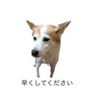 らん2（個別スタンプ：6）