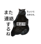 ウチのカワイイコ（個別スタンプ：11）
