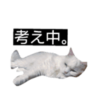 ウチのカワイイコ（個別スタンプ：15）