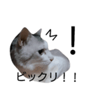 ウチのカワイイコ（個別スタンプ：23）