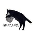 ウチのカワイイコ（個別スタンプ：25）