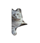 猫と犬と私(文字あり)（個別スタンプ：6）