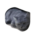 猫と犬と私(文字あり)（個別スタンプ：7）