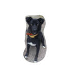 猫と犬と私(文字あり)（個別スタンプ：8）