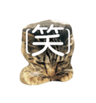 使いそうな言葉とねこすけです。（個別スタンプ：1）
