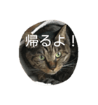 使いそうな言葉とねこすけです。（個別スタンプ：2）