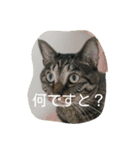 使いそうな言葉とねこすけです。（個別スタンプ：3）