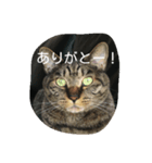 使いそうな言葉とねこすけです。（個別スタンプ：4）