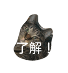 使いそうな言葉とねこすけです。（個別スタンプ：5）
