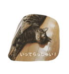使いそうな言葉とねこすけです。（個別スタンプ：6）