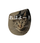 使いそうな言葉とねこすけです。（個別スタンプ：7）