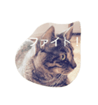 使いそうな言葉とねこすけです。（個別スタンプ：8）