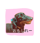 ミニチュアダックスのチャヌ（個別スタンプ：1）