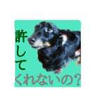 ミニチュアダックスのチャヌ（個別スタンプ：5）