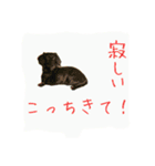 ミニチュアダックスのチャヌ（個別スタンプ：7）
