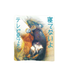 ミニチュアダックスのチャヌ（個別スタンプ：8）