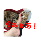 Y家の猫達2（個別スタンプ：4）