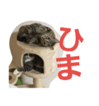 Y家の猫達2（個別スタンプ：5）