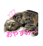 Y家の猫達2（個別スタンプ：7）