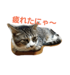Y家の猫達2（個別スタンプ：8）