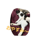 Y家の猫達2（個別スタンプ：9）