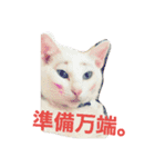 Y家の猫達2（個別スタンプ：10）