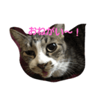 Y家の猫達2（個別スタンプ：11）