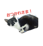 Y家の猫達2（個別スタンプ：12）