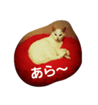 Y家の猫達2（個別スタンプ：13）