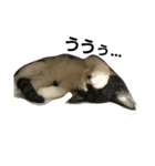 Y家の猫達2（個別スタンプ：14）