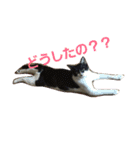 Y家の猫達2（個別スタンプ：15）
