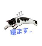 Y家の猫達2（個別スタンプ：16）
