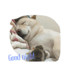 Happy Dog LuLu（個別スタンプ：2）