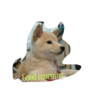 Happy Dog LuLu（個別スタンプ：5）