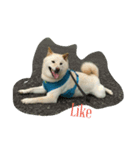 Happy Dog LuLu（個別スタンプ：6）