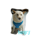 Happy Dog LuLu（個別スタンプ：7）