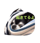 アンリは女の子です（個別スタンプ：1）