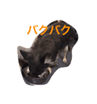 アンリは女の子です（個別スタンプ：16）
