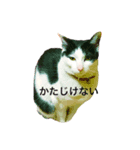白黒にゃんこちゃん（個別スタンプ：6）