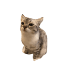 ねこねこーず（個別スタンプ：1）