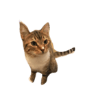 ねこねこーず（個別スタンプ：2）