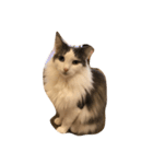 ねこねこーず（個別スタンプ：4）
