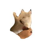 ねこねこーず（個別スタンプ：6）