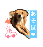 ハーチャ日和（個別スタンプ：1）