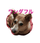 小学2年生 画伯（個別スタンプ：16）
