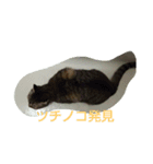 荊夏（個別スタンプ：1）