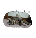 荊夏（個別スタンプ：10）
