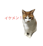 りく猫（個別スタンプ：1）