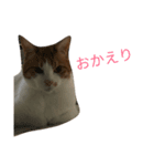 りく猫（個別スタンプ：2）